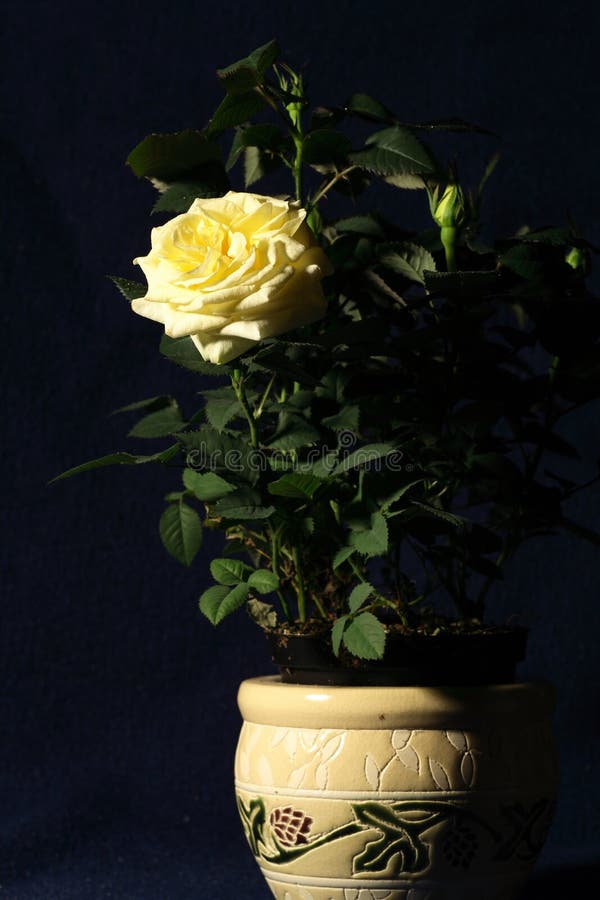 The yellow rose closeup on dark blue background. The yellow rose closeup on dark blue background