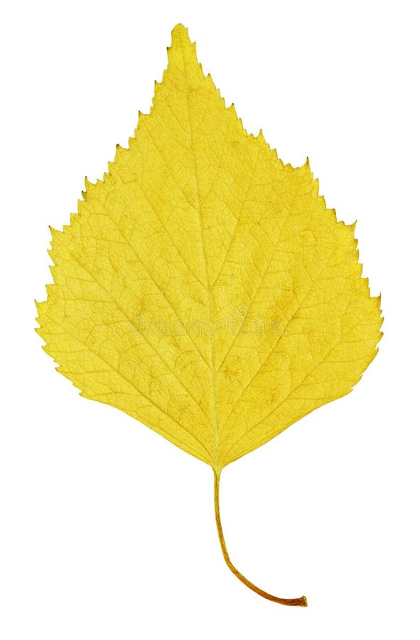 Yellow för höstbjörkleaf arkivbild