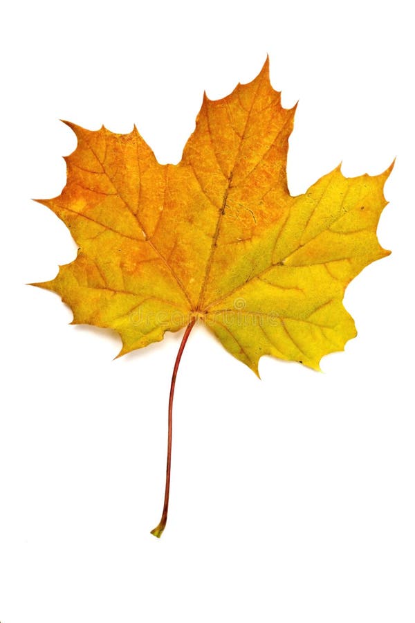 Yellow för höstleaflönn arkivfoto