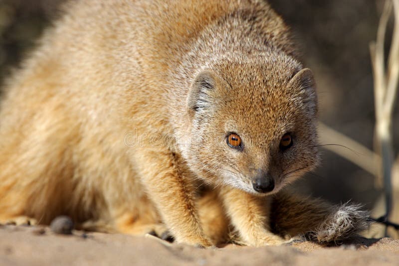 Yellow mongoose next to entrance to its hole in the ground, Kgalagadi Transfrontier Park, Kalahari desert, South Africa. Yellow mongoose next to entrance to its hole in the ground, Kgalagadi Transfrontier Park, Kalahari desert, South Africa