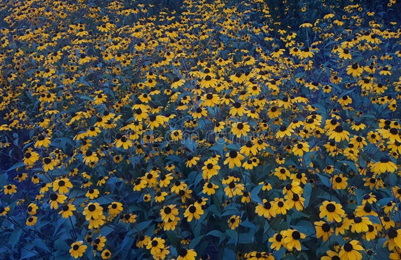 Yellow garden flowers stock photo. Image of flowers 124499392