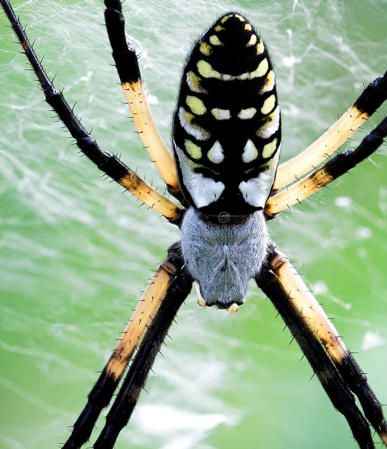 Yellow Garden Spider (Argiope aurantia)