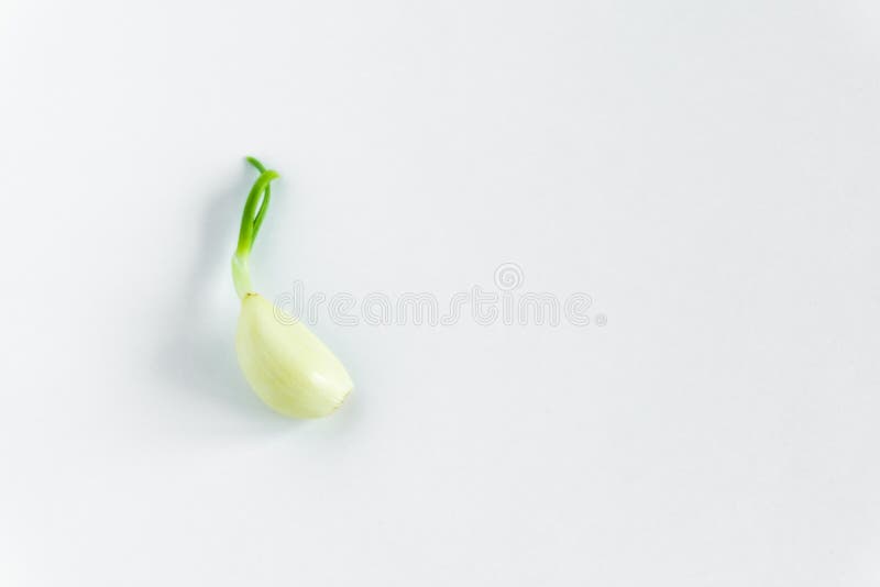 Burning Young Yellow Garlic Green Sprout Background Stock Photos Free