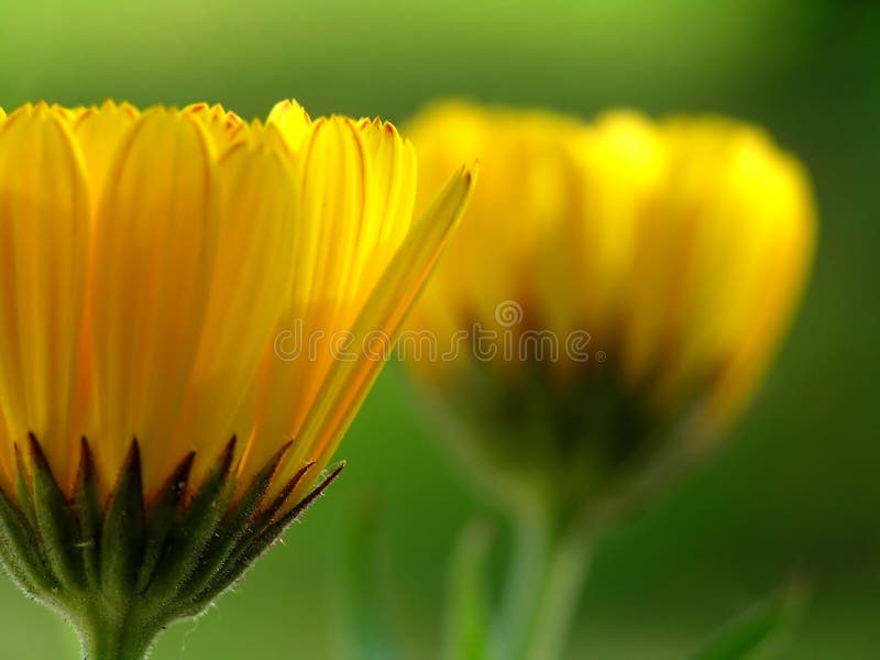 Yellow Gerber daisy