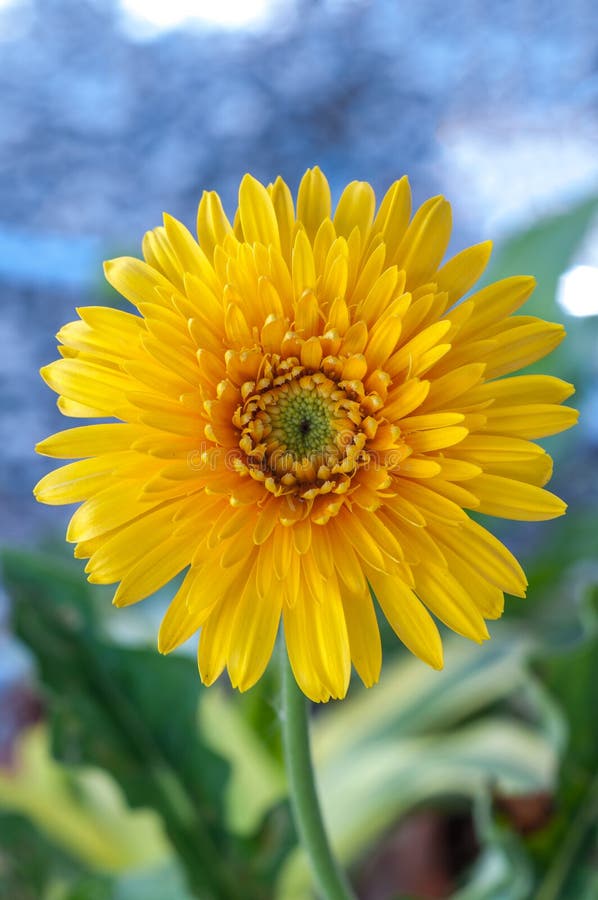 Yellow daisy gerber detail stock image. Image of macro 4567721