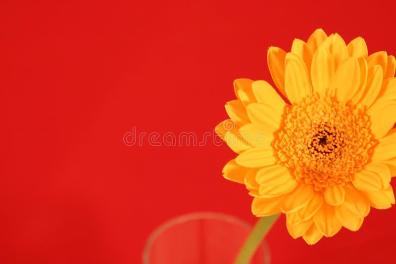 Yellow Gerber Daisy on Red