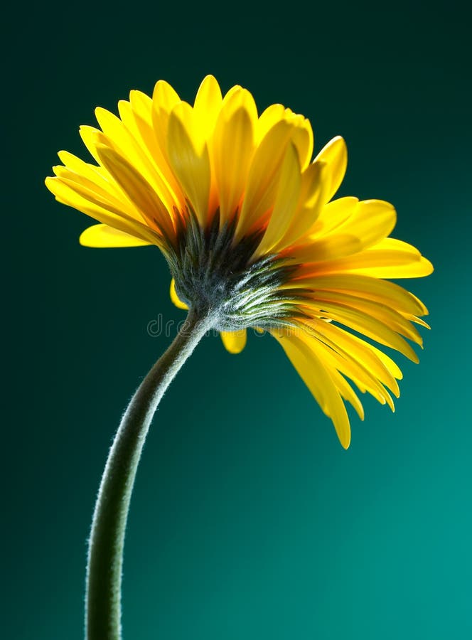 Yellow gerber flower