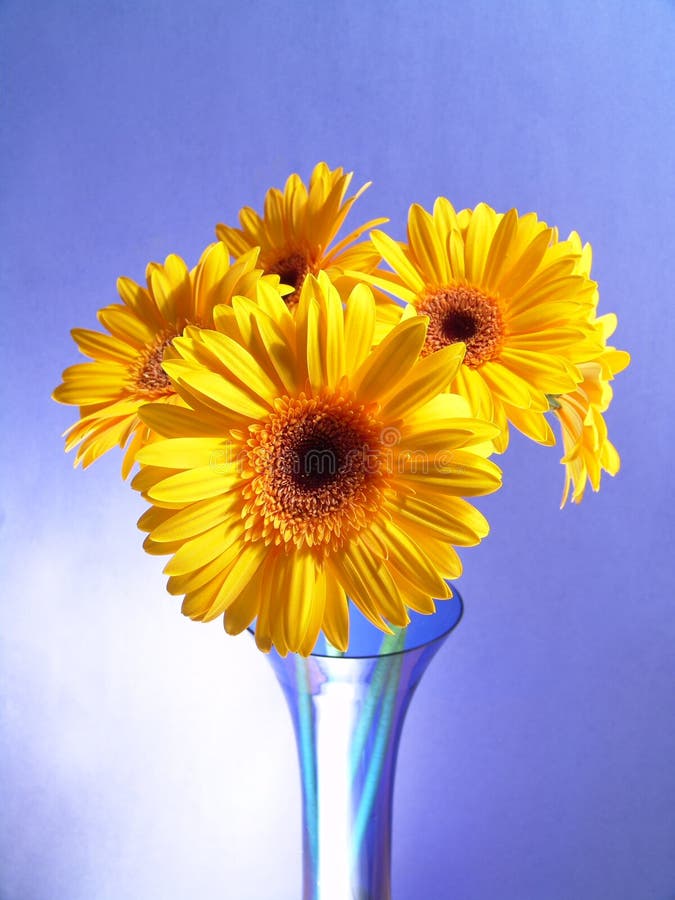 Yellow Gerbera Daisies