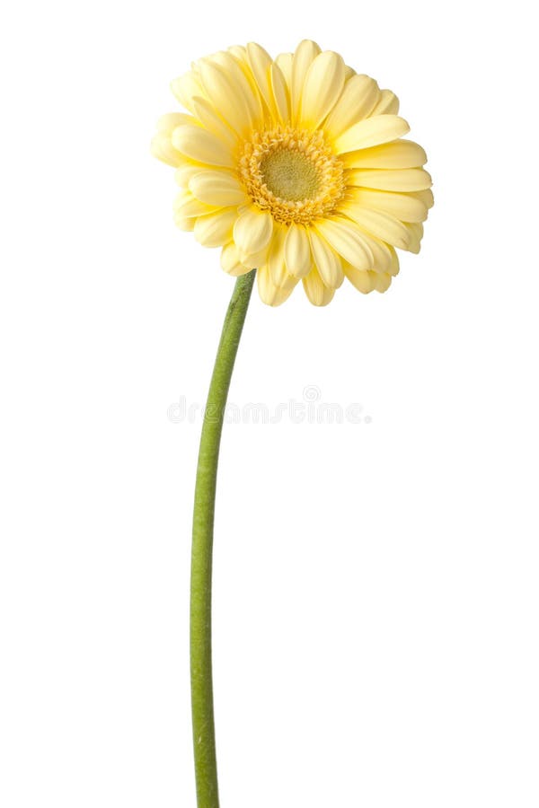 11,725 Gerbera Daisy Leaf Stock Photos Free & RoyaltyFree Stock