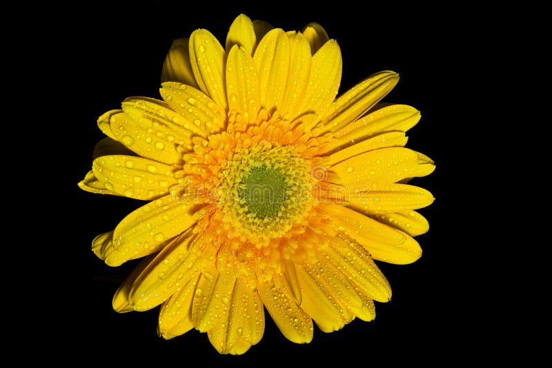 Yellow gerbera daisy stock image. Image of decoration 18756277