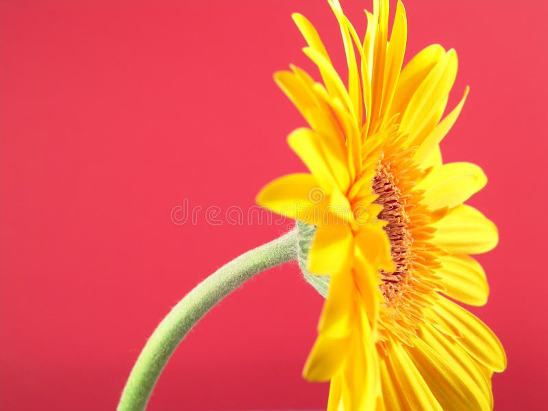 Yellow Gerbera Daisy