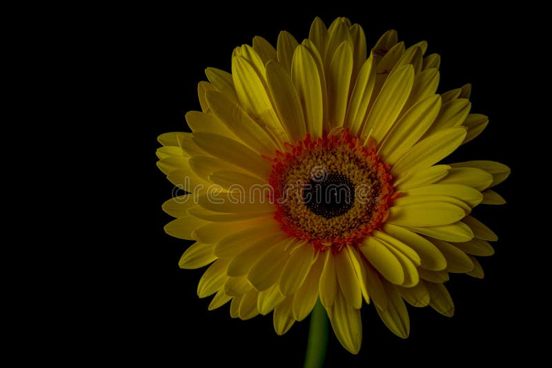 Yellow Gerbera Daisy Bloom with Black Background Stock Photo Image of
