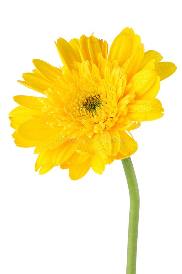 Yellow Daisy and White Flowers Arrangement Stock Image Image of greeting, bloom 16212245