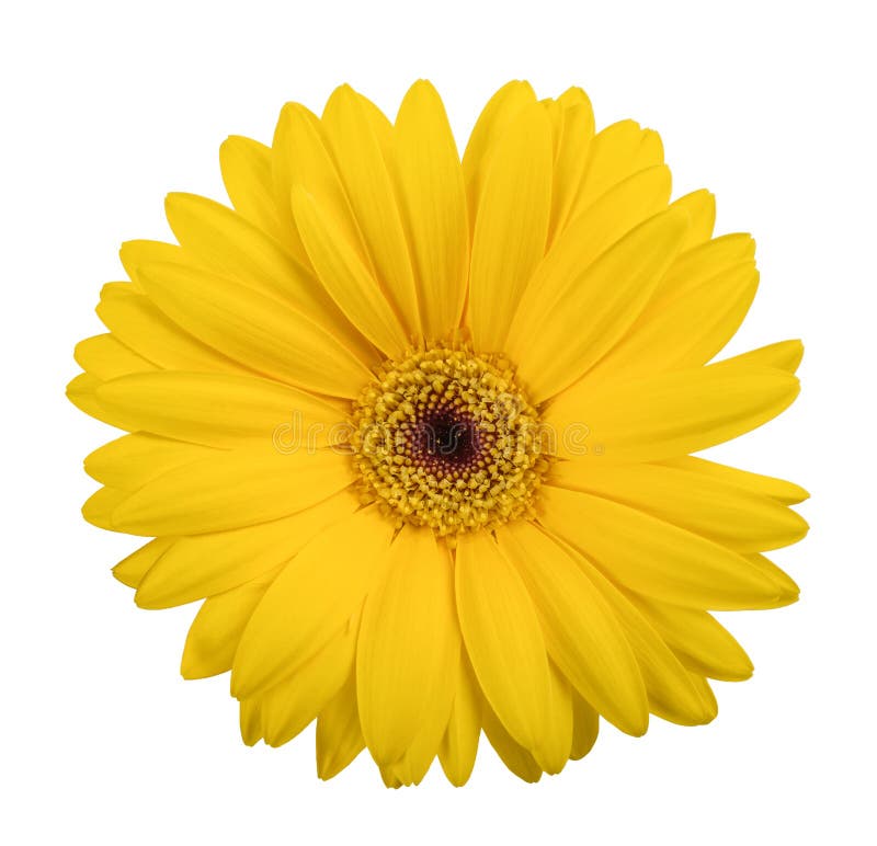 Yellow gerbera daisy stock image. Image of petal, daisy 92480887