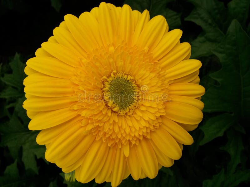 Yellow Gerbera Flower with Green Center Core Stock Photo Image of