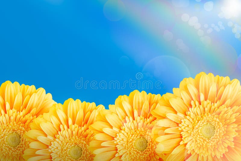 Yellow gerberas