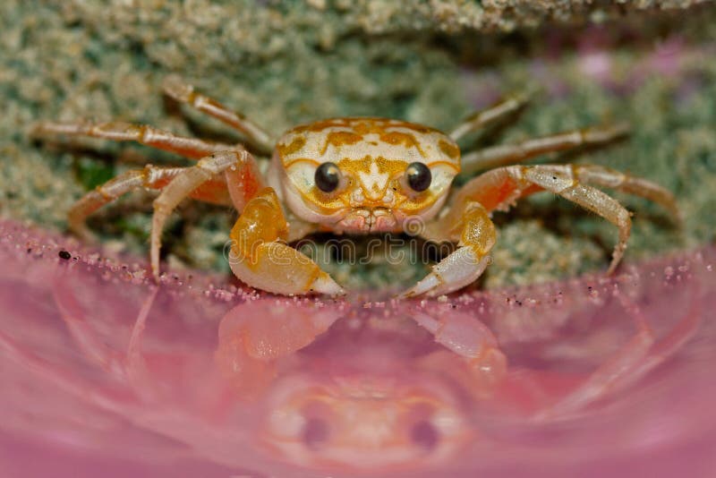 Yellow ghost crab