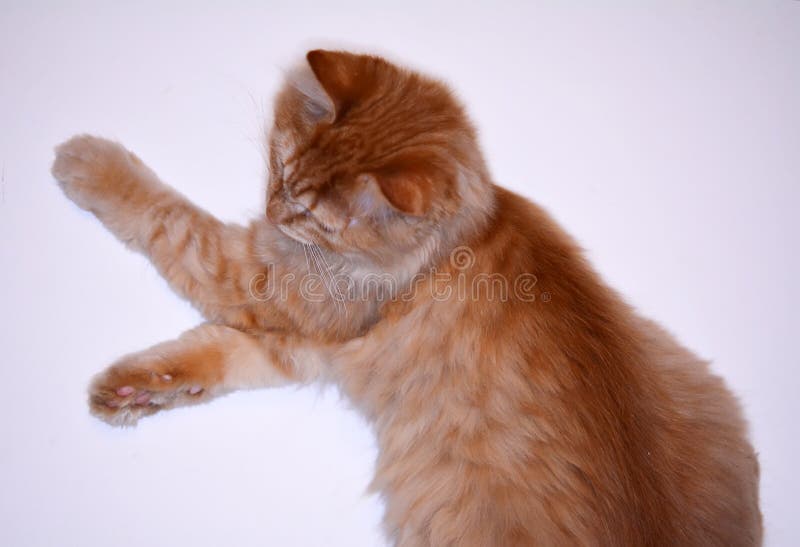 Yellow ginger cat at home stock image. Image of mammal 83195295