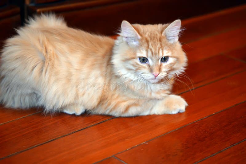 Yellow Red Ginger Cat at Home Stock Image Image of rest, curiosity