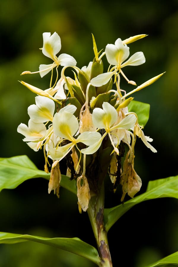 Yellow ginger flowers stock image. Image of forest, invasive 7258781