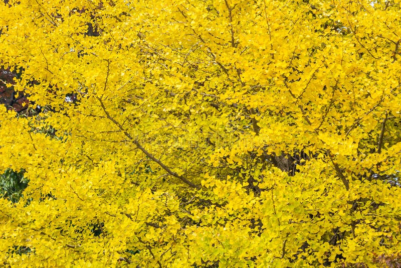 Yellow ginkgo leaf tree stock photo. Image of trees 144128540