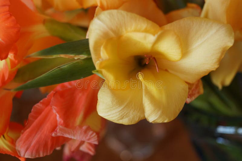 Yellow gladiolus flower stock image. Image of decoration 97860629