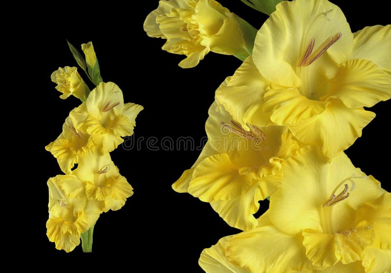 Yellow Gladiolus Flowers Large and Small on a Black Background Stock