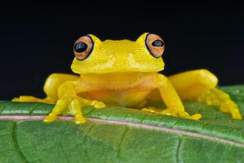 Download Yellow glass frog stock photo. Image of venezuela, amphibia - 19749062