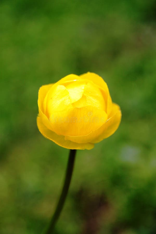 Yellow Globeflower in Forest Stock Image Image of green, blossom