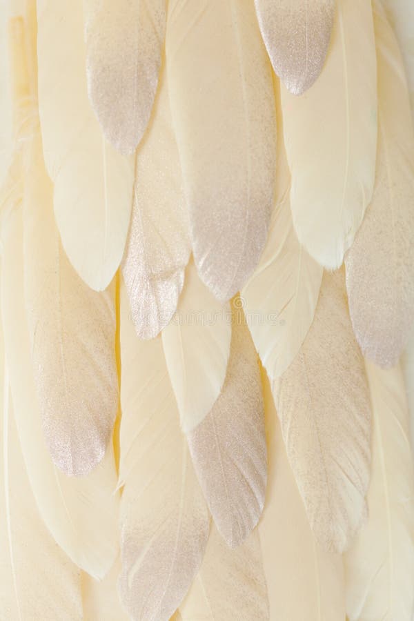 Yellow and Gold Feathers on a Yellow Dotted Background. Borders and Frames.  Stock Photo - Image of light, frames: 158451436