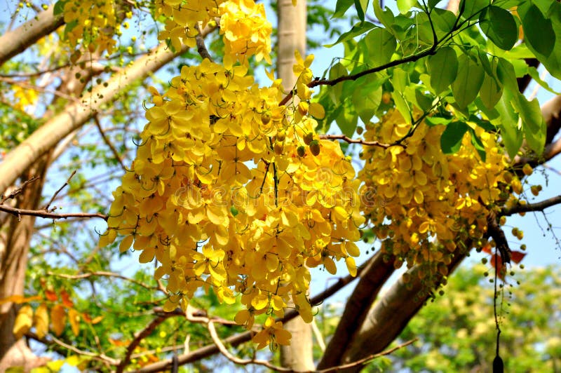 Yellow Golden Shower Flowering Tree Stock Photo Image of yellow