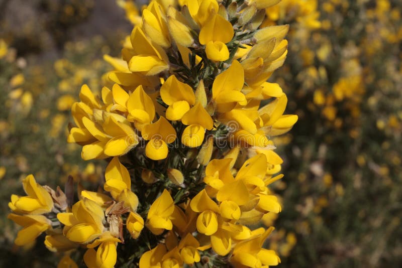 Yellow gorse flowers stock photo. Image of green, shrub 5240168