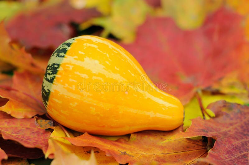Yellow gourd stock photo. Image of fall, gourd, autumn 27128186