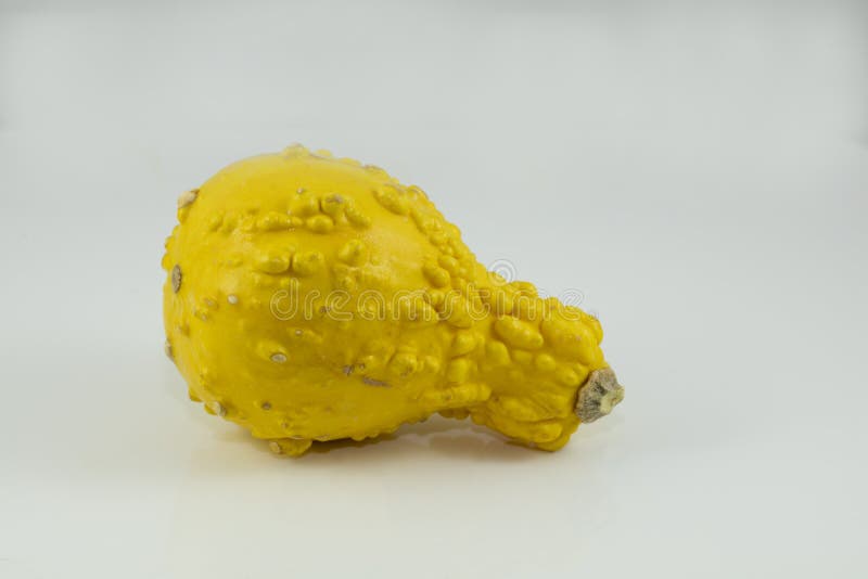 Yellow Gourd for Gourmet Cooking Stock Photo Image of bumpy, yellow