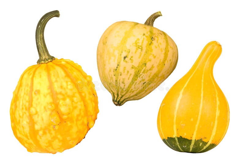 Yellow gourds stock photo. Image of november, still, colorful 11075942