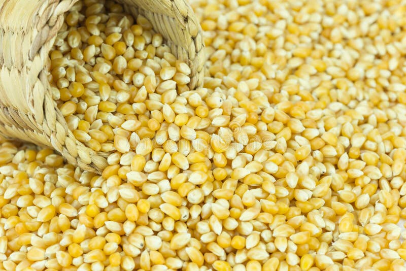 Yellow grain corn stock image. Image of leaf, background 49857025