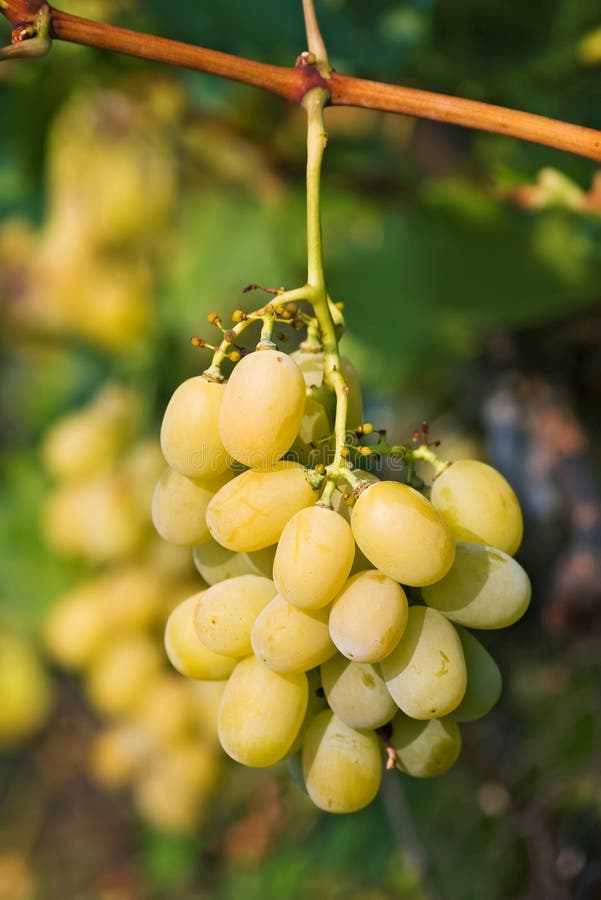 Yellow Grape Royalty Free Stock Photography Image 3044157