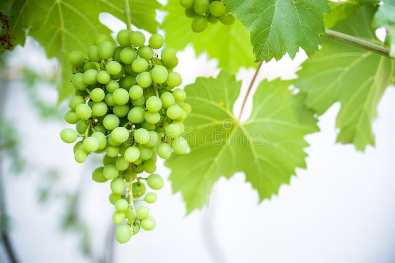 Yellow grape background