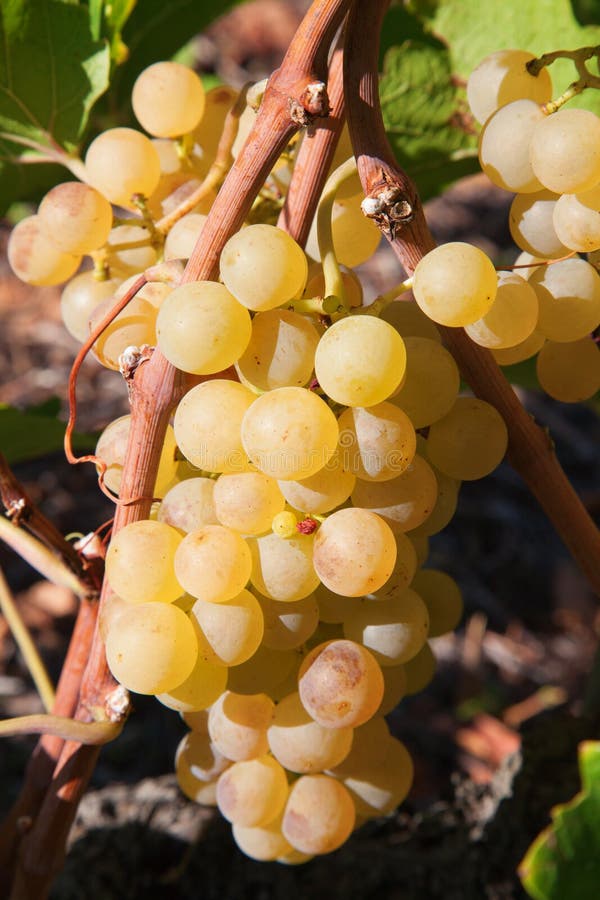Yellow Grapes / Yellow grapes Photograph by Elena Elisseeva Weiland
