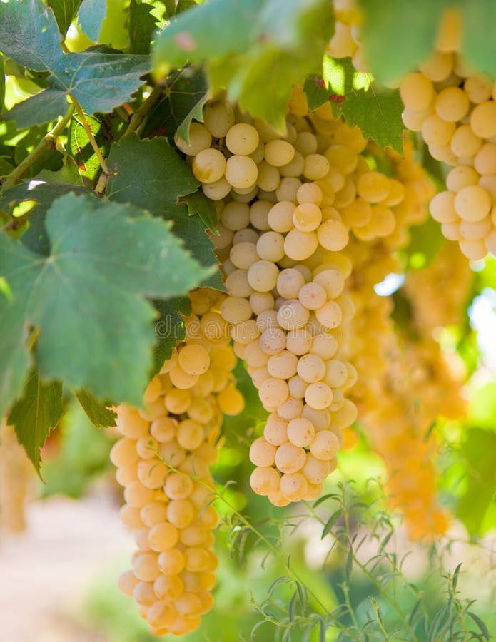 Yellow Grapes In The Vineyard Stock Photo Image of agriculture