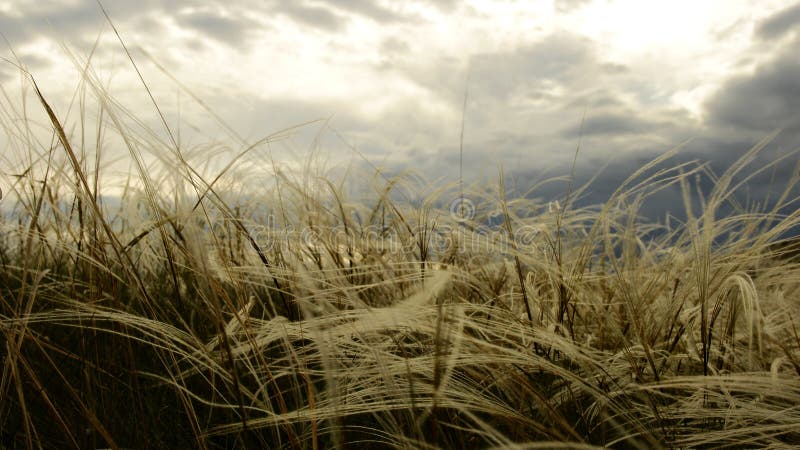 Yellow Grass on a Background of Cloudy Sky Stock Image - Image of ...