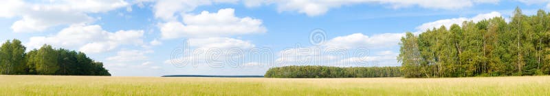 Yellow grass field near forest edge.