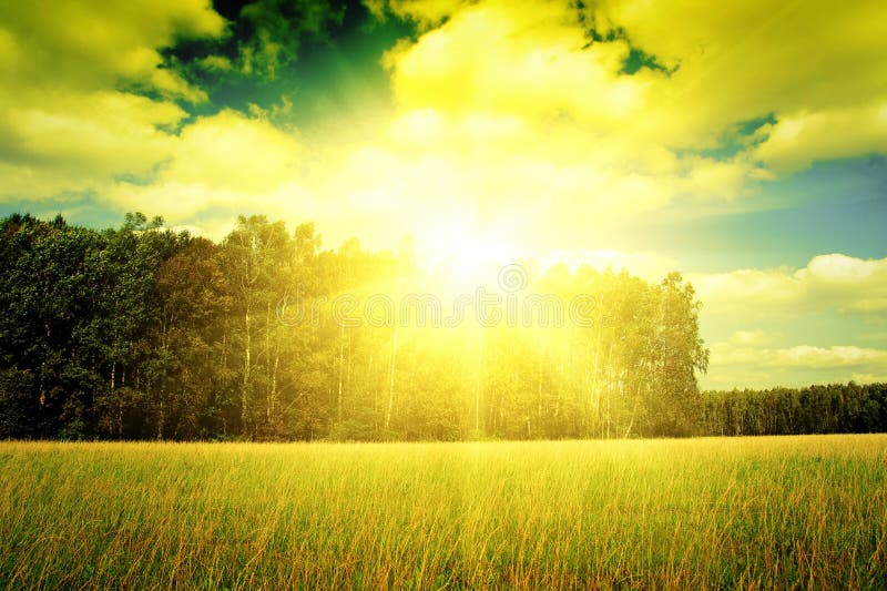 Yellow grass field near forest edge.