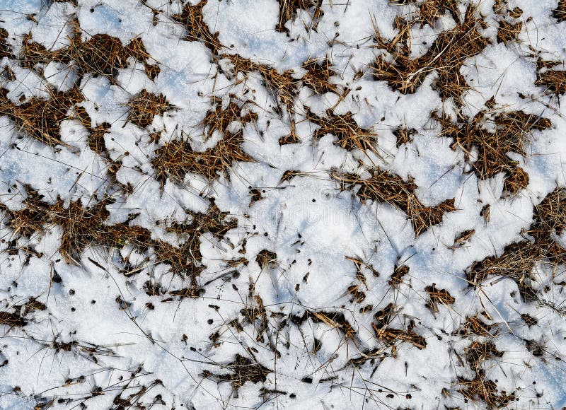 Yellow Grass Under Snow in Winter in a Field Stock Photo Image of