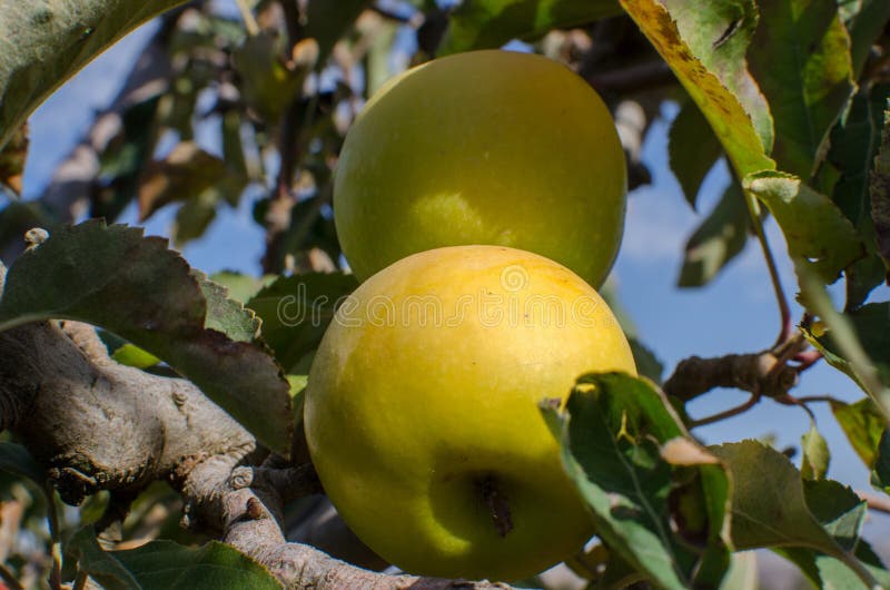 Yellow Green Apples on a Branch Stock Photo Image of garden, juicy