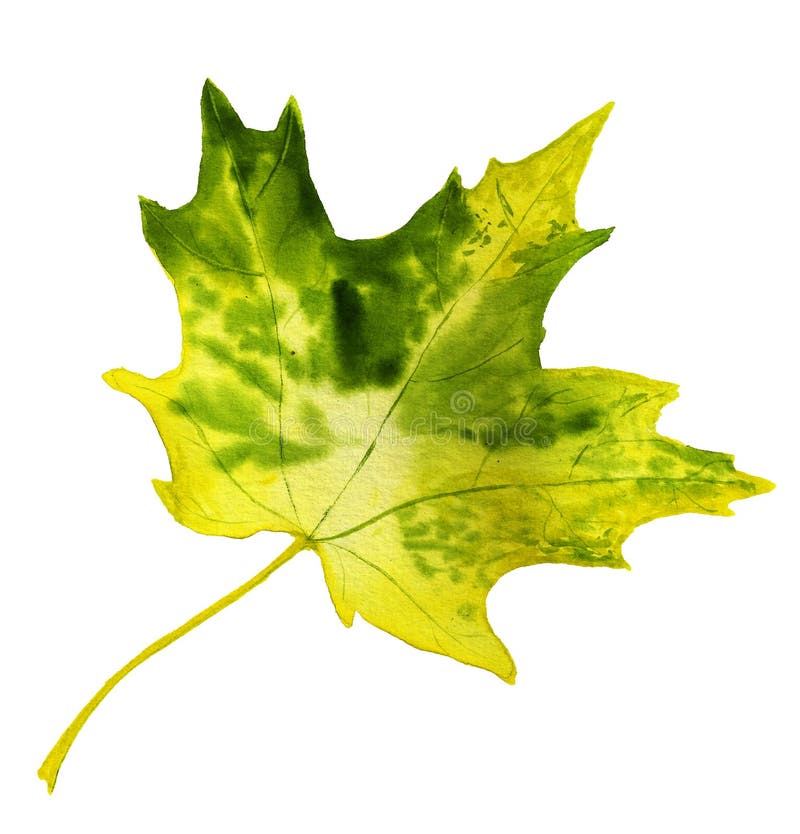 Yellow and green autumn leaf of maple stock photo Yellow and green autumn leaf of maple stock photo