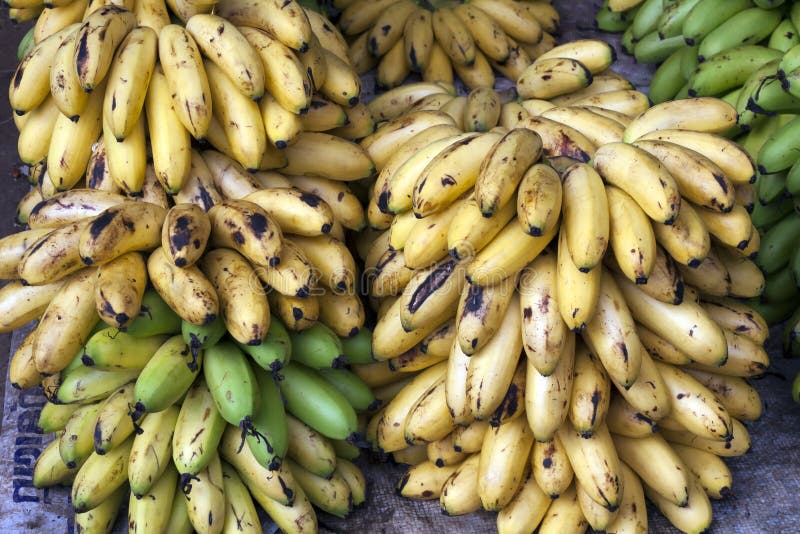 Yellow and Green Bananas stock image. Image of bananas 27042009