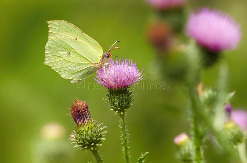 Yellow green butterfly stock photo. Image of plant, poland 76476818