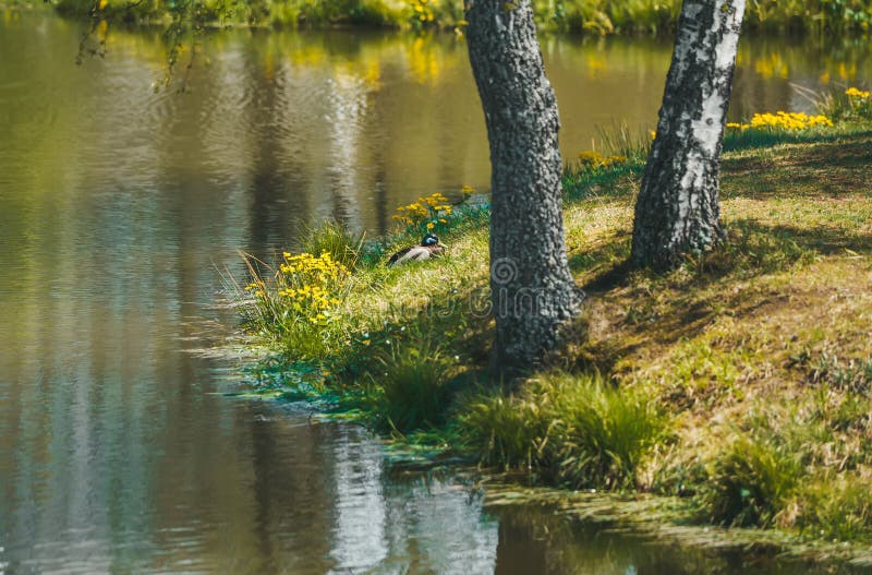 Yellow green environment of trees in the forest, reflected on the surface of the water. The nature of Slovakia. Closeup