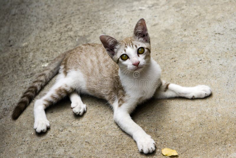 Yellowgreen Eyes Young Kitten ( Cat ) Stock Image Image of gray